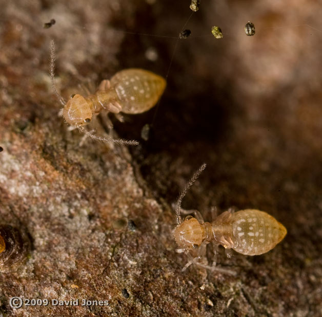 Barkfly nymphs on log from apple tree - 2