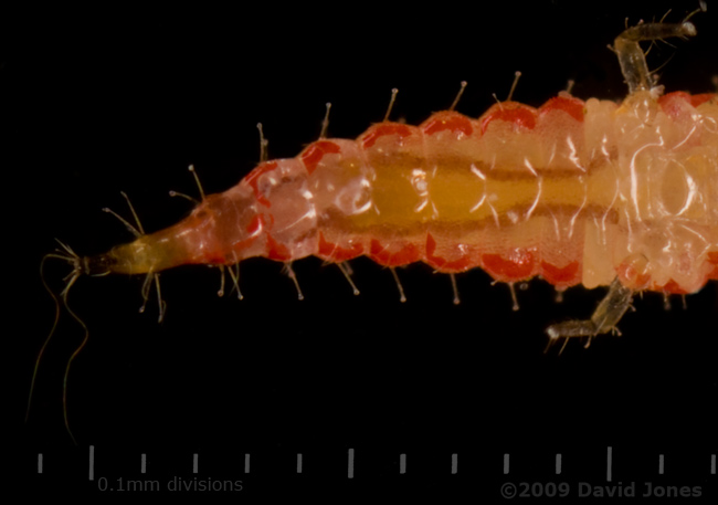 Insect (possibly a thrip, from Apple tree) - close-up of abdomen (ventral view)