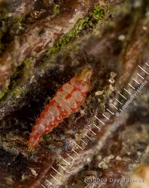 Insect (possibly a thrip) on log from apple tree