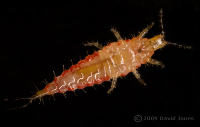 Insect (possibly a thrip, from Apple tree) - ventral view