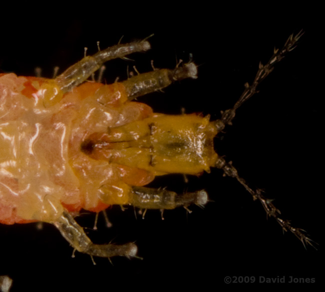 Insect (possibly a thrip, from Apple tree) - close-up of head and thorax (ventral view) - 2