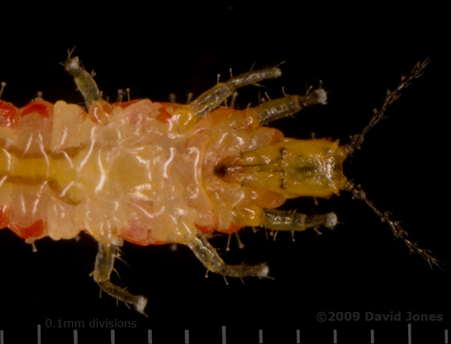 Insect (possibly a thrip, from Apple tree) - close-up of head and thorax (ventral view) - 1