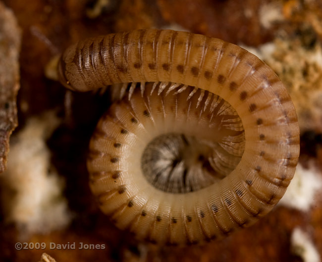 Millipede (unidentified) under bark of apple log