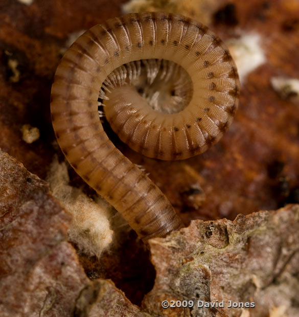 Millipede (unidentified) heading back under bark of apple log