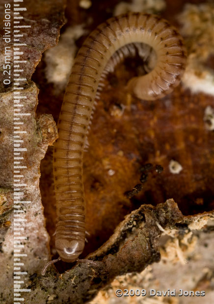 Millipede (unidentified) on apple log