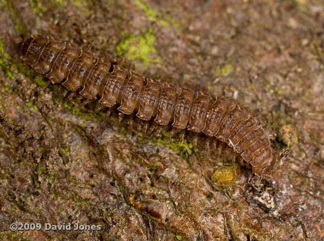 Millipede (Polydesmus angustus) on apple log