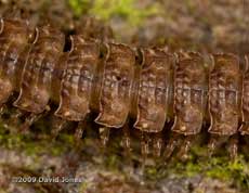 Millipede (Polydesmus angustus) on apple log - close-up of mid-body segments