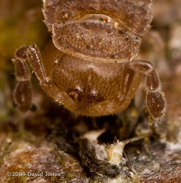 Millipede (Polydesmus angustus) on apple log - close-up of head