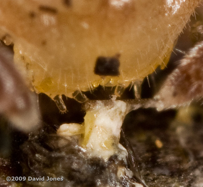 Millipede (Polydesmus angustus) on apple log - 'tasting' (cropped image)