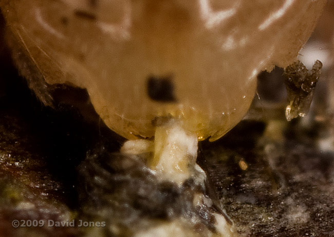 Millipede (Polydesmus angustus) on apple log - 'biting' (cropped image)
