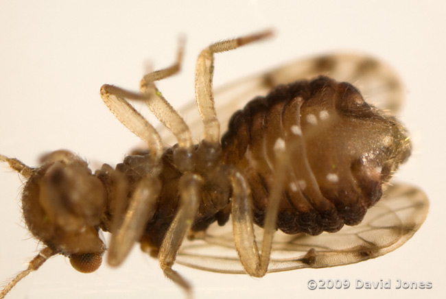 Barkfly ( poss. Ectopsocus petersi) - ventral view - 3