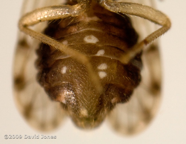 Barkfly ( poss. Ectopsocus petersi) - ventral view (yesterday's specimen)
