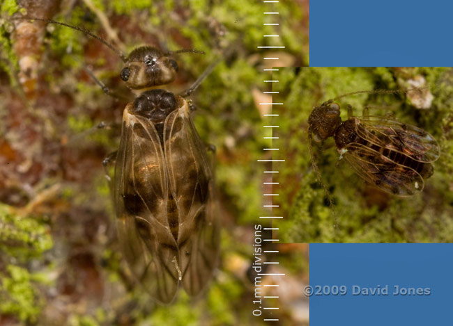Barkflies (Peripsocus milleri and poss. Ectopsocus petersi) on apple log
