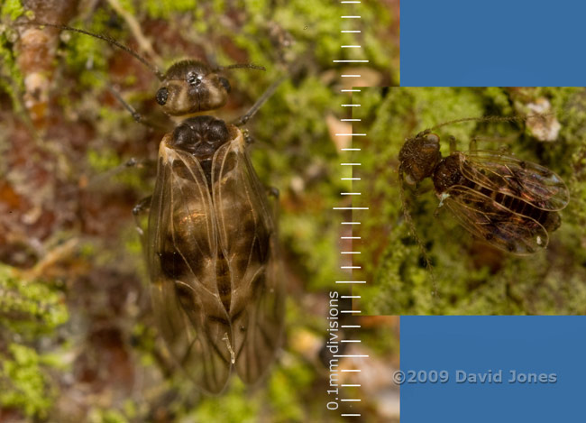 Barkflies (Peripsocus milleri and poss. Ectopsocus petersi) on apple log