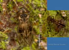 Barkflies (Peripsocus milleri and poss. Ectopsocus petersi) on apple log