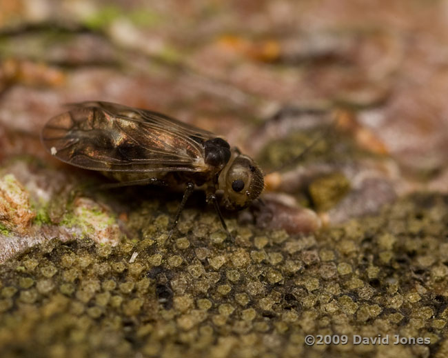 Barkfly ( Peripsocus milleri) on Apple log - 1