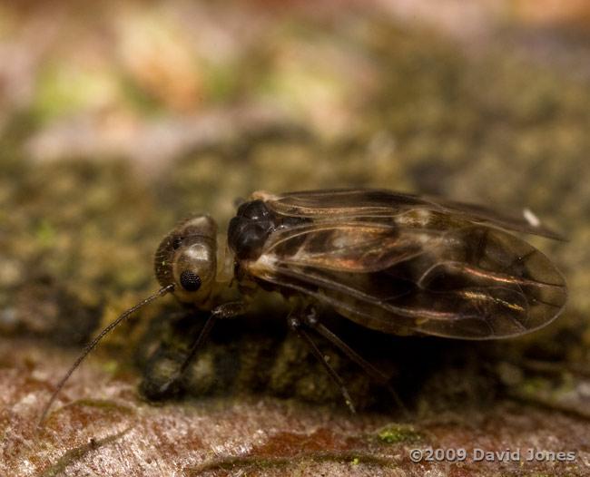 Barkfly ( Peripsocus milleri) on Apple log - 2