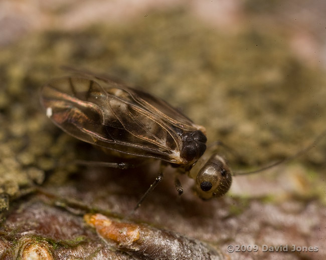 Barkfly ( Peripsocus milleri) on Apple log - 3