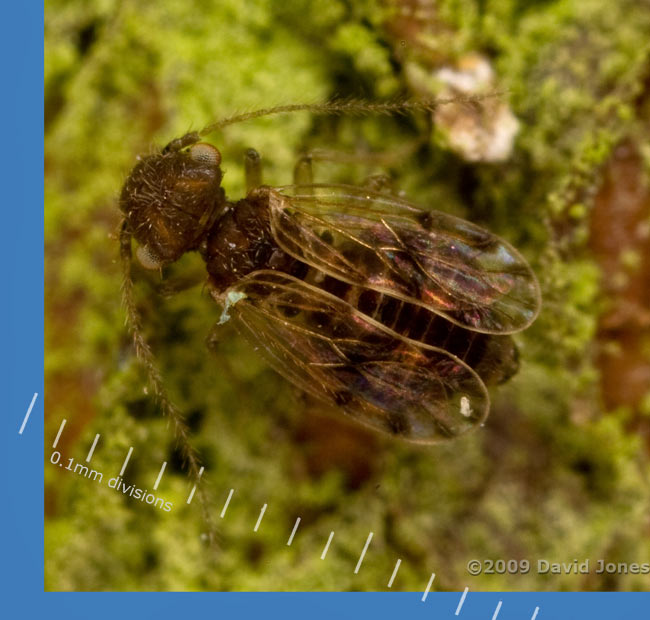 Barkfly ( poss. Ectopsocus petersi) on apple log