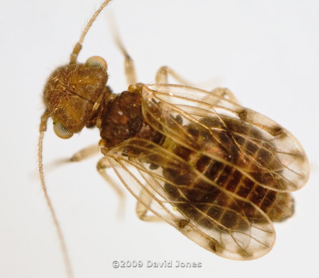 Barkfly ( poss. Ectopsocus petersi) - dorsal view