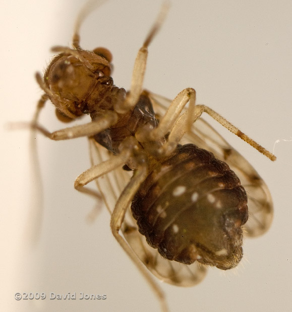 Barkfly ( poss. Ectopsocus petersi) - ventral view - 1