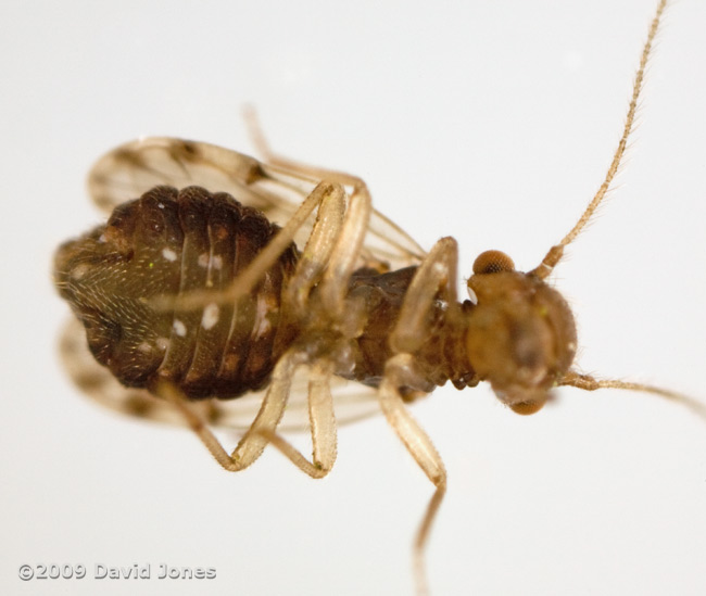 Barkfly ( poss. Ectopsocus petersi) - ventral view - 2