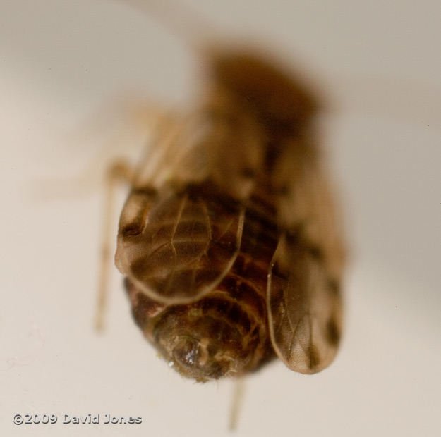 Barkfly ( poss. Ectopsocus petersi) - oblique view of the rear of the abdomen from above