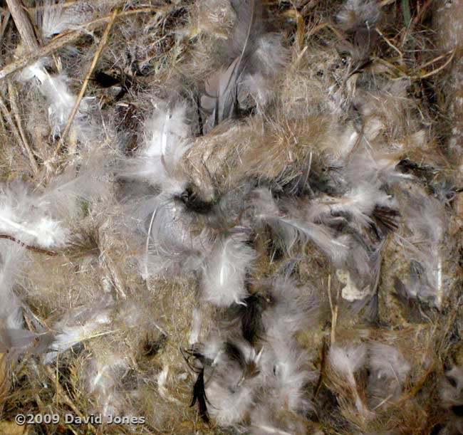 Swift nest in Starling box after six weeks - close-ups 1