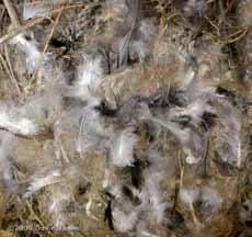 Swift nest in Starling box after six weeks - close-up