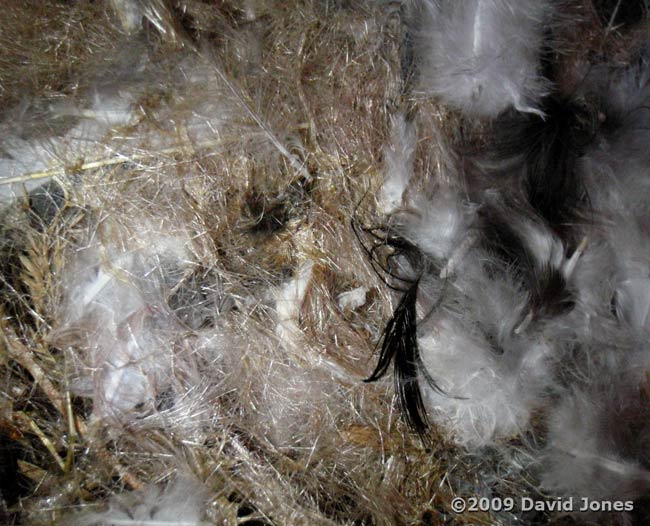 Swift nest in Starling box after six weeks - close-ups 2