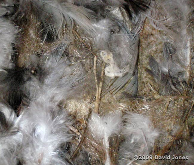Swift nest in Starling box after six weeks - close-ups 3