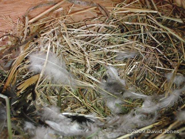 Upper Swift box - nest after six weeks - 2