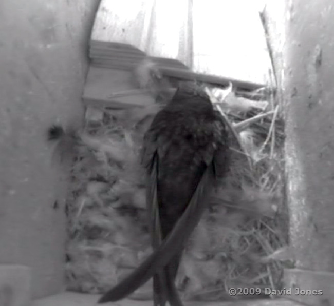 Female Swift returned at 7.22pm