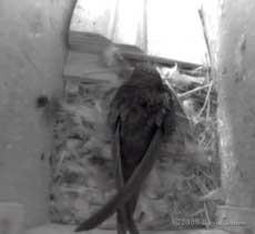 Female Swift returned at 7.22pm