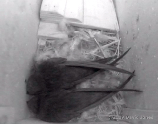 Swift pair in STle tonight