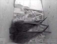 Swift pair in STle tonight