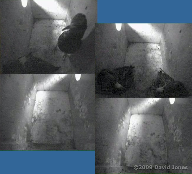 A pair of Starlings settle down to roost