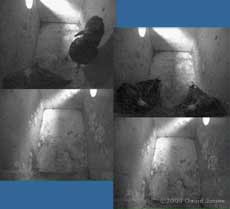 A pair of Starlings settle down to roost