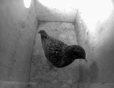 Female(?) Starling returns to roost