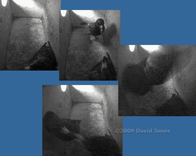 Second Starling returns to roost