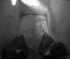 Starlings settle for the night