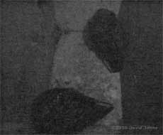 Starling pair move apart in their roost