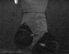 Male Starling puffs out his chest