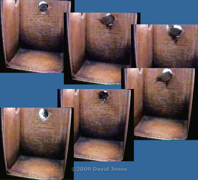 A Wren visits the Great Tit box