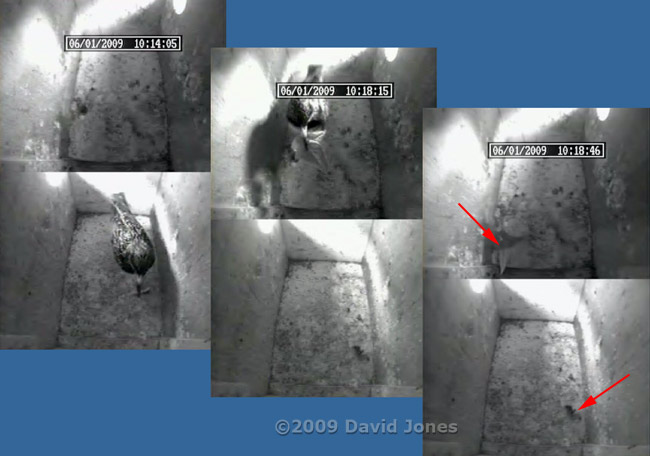 Female Starling brings in leaves