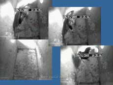 Female Starling removes first leaf from box R