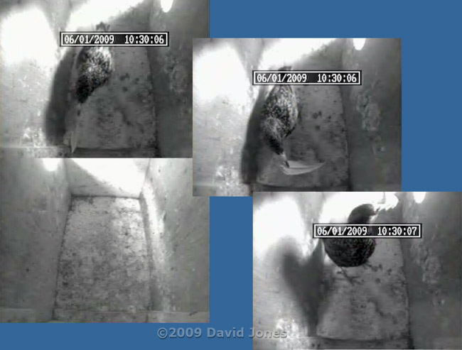 Female Starling removes second leaf from box R