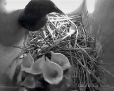 Starling chicks being fed, 6 April 2008