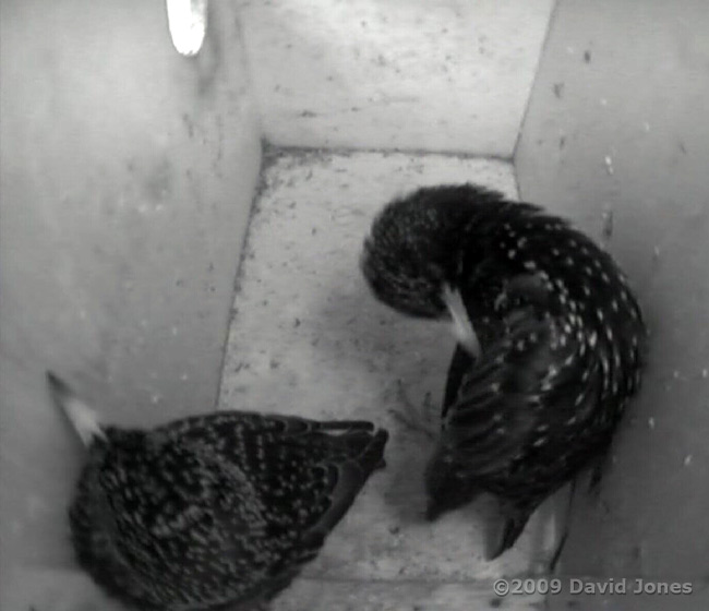 Male Starling preens before roosting