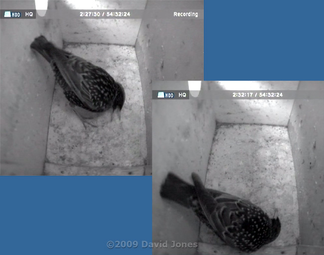 Starling cleans floor of nest box